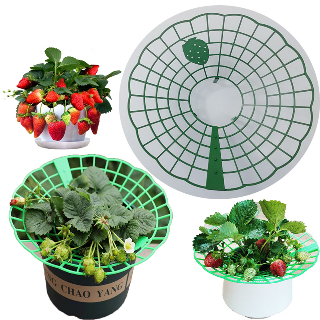 20PCS Strawberry Stand Green C - Vine Climbing Plastic reseña y precio