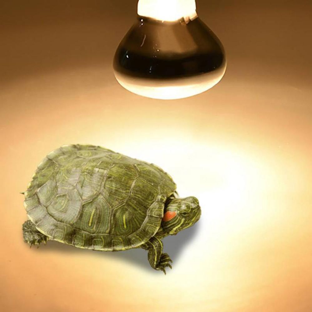 Turtle Temperature Controller  - Basking Bulb Halogen reseña y precio