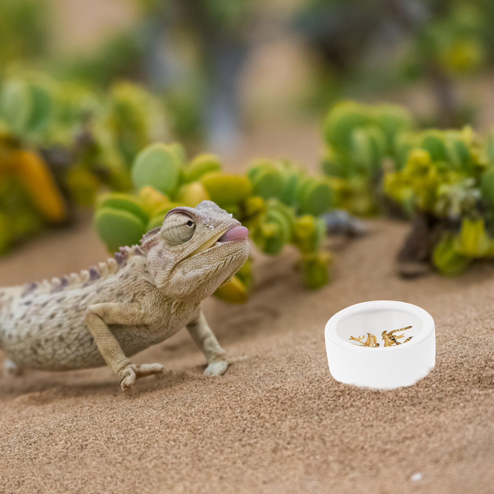 3Pcs Heavy Duty Ceramic Reptil - Water Dish Reptile reseña y precio