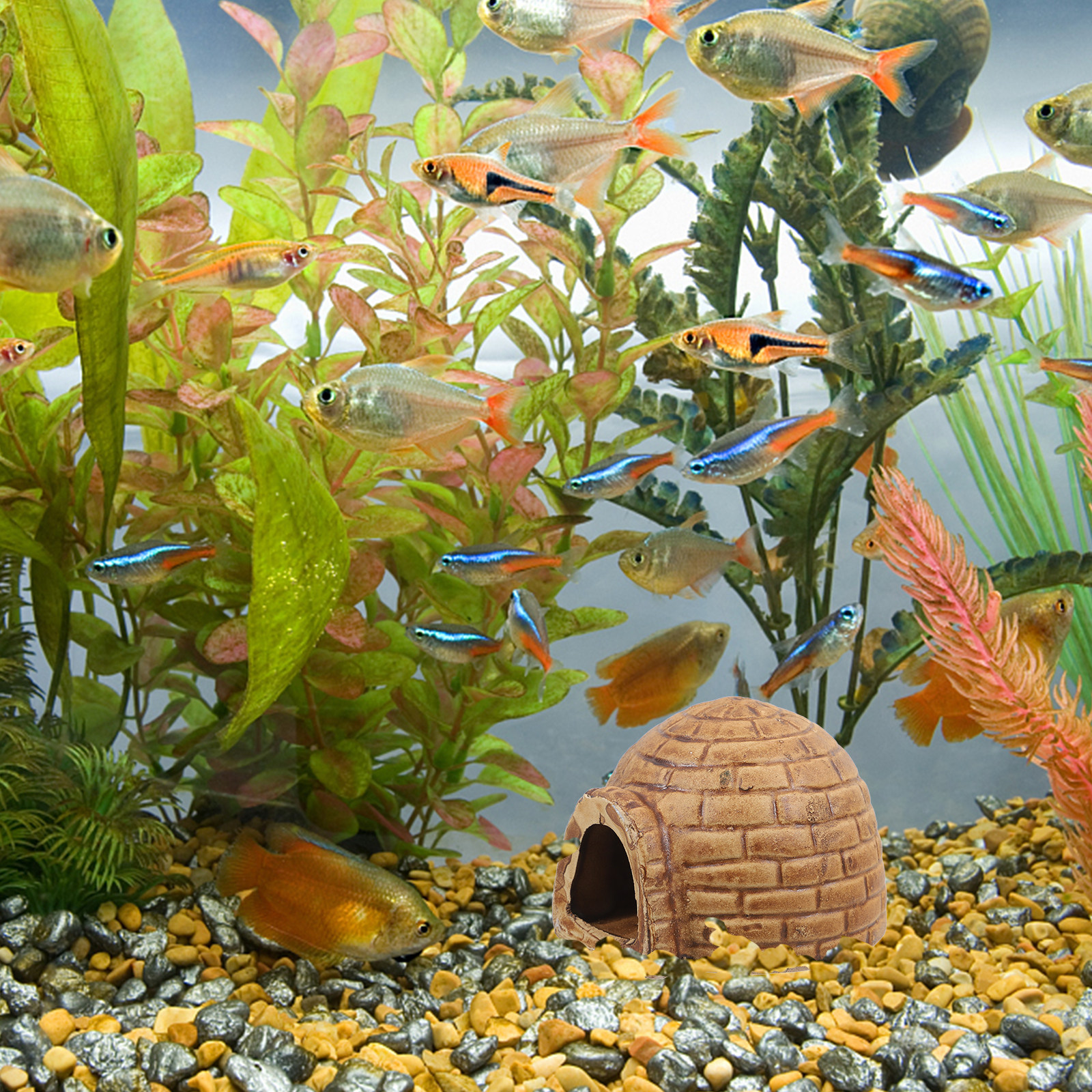 Ceramic Pleco Caves for Aquari - Hide Cave Ceramic reseña y precio